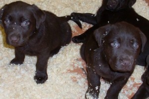 chocolate labrador puppies