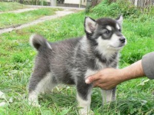 Entourage - Alaskan Malamute puppy