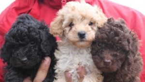 Pedigree Toy Poodle puppies