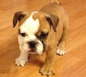 Outstanding English Bulldog puppies