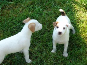 Jack Russell Terrier Pups for Sale