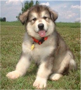 Alaskan Malamute Puppies Available !!!