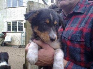 REALLY PRETTY WELSH BORDER COLLIE PUPPIES