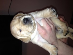 Fantastic yellow Labrador puppies