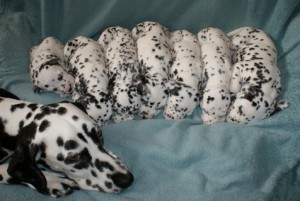 Adorable Dalmatian Puppies