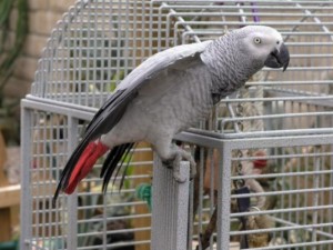 CHARMING AND AMAZING CHRISTMAS african grey parrots FOR NEW FAMILY HOME ADOPTION