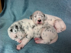 Adorable Dalmatian Puppies For sale