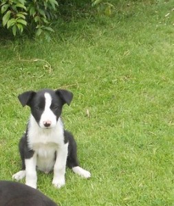 BEAUTIFUL BLONDE &amp; WHITE &amp; BLACK &amp; WHITE COLLIE PUPPIES