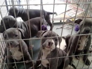 blue staffordshire bull terriers pupps