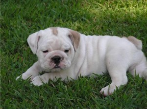 ENGLISH BULLDOG PUPPIES- UNIQUE COLORS-FEMALES-ADOPTION