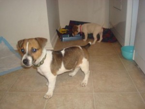 JACK RUSSELL TERRIER