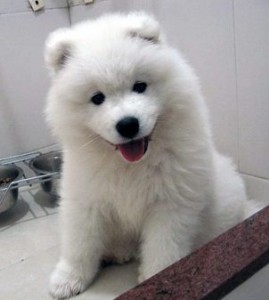 Samoyed puppies ready to go stunning