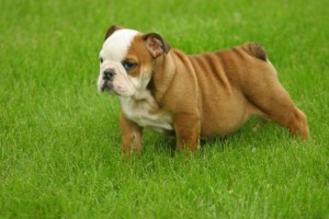 English Bulldogs!