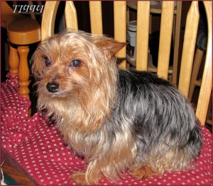 Awesome AKC Yorkie pups (Champion Bloodlines)$130