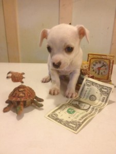 super spunky teacup chihuahua puppies!