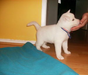 Akita puppies - $350