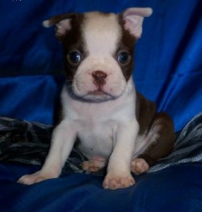 AKC &amp; CKC Boston Terrier puppies for free adoption