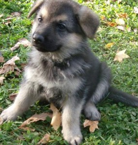 German Shepherd Pups For Caring Families