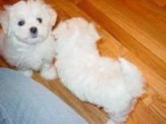 teacup yorkies puppies waiting