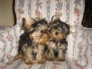 Quality and well Train T-cup Yorkie puppies.Contact with your phone number.