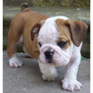 Extra Charming! BabyDoll! English Bulldog Puppies For Free Adoption/Available