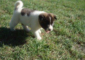 Top quality Home raised Akita puppies For Adoption