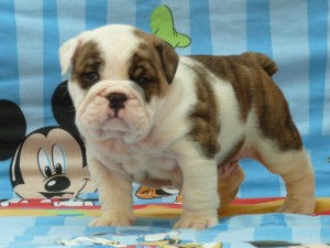 Male and female English Bulldog Puppies for adoption