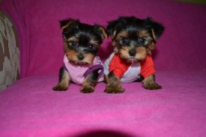 Three puppies for adoption