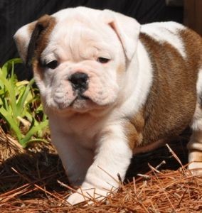 Good Looking English bull  dog puppies ..