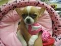 chihuahua puppies for good homes...