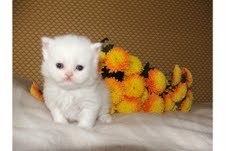 PERSIAN KITTENS FOR ADOPTION