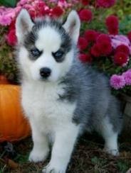 Male and female siberian husky puppies for free adoption