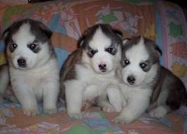 WE HAVE THE SIBERIAN HUSKY PUPPIES FOR NEW HOMES