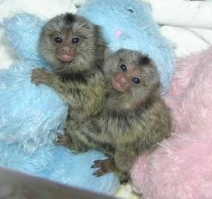 adorable male and female marmoset monkeys for adoption .