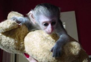 Cute And Lovely Baby Capuchin Monkey For Adoption