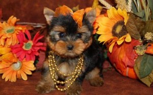 Excellent Teacup Yorkie Puppies For Adoption