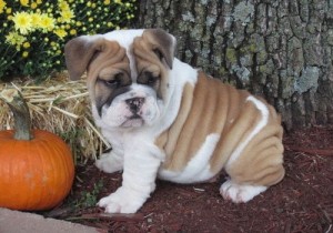 English Bull dog puppies