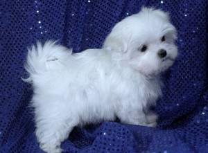 Adorable Maltese Puppies For Adoption