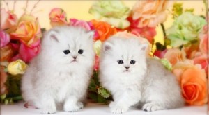 Lilac &amp; White Bicolor Persian Kitten For Rehoming