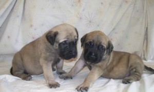 Gorgeous Mastiff Puppies