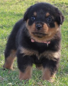 Rottweiler Puppies Available