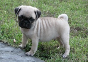 Beautiful Pug puppies ready now