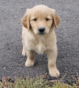 Playful Golden retriever Puppies