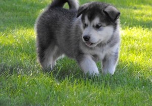 Home Raised Alaskan Malamute puppies