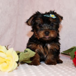 Quality and Blessed Yorkie puppies for free Adoption