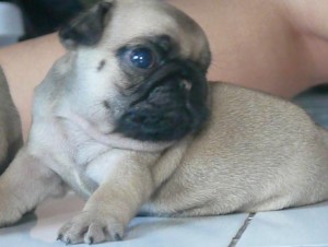 a cute and lovely pug puppy is ready for caring home contact if interested