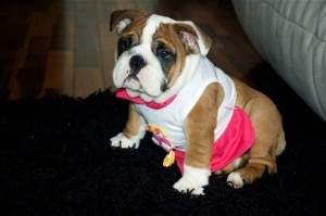 x mas bulldog puppies for a good and loving home for adotpion