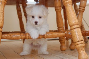 Intlligent Male And female white with black points Maltese puppy