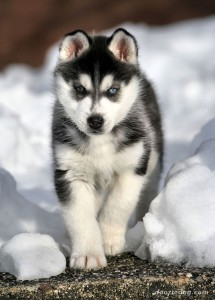 adorable siberian husky puppies