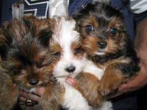 Yorkie puppies available for Sale